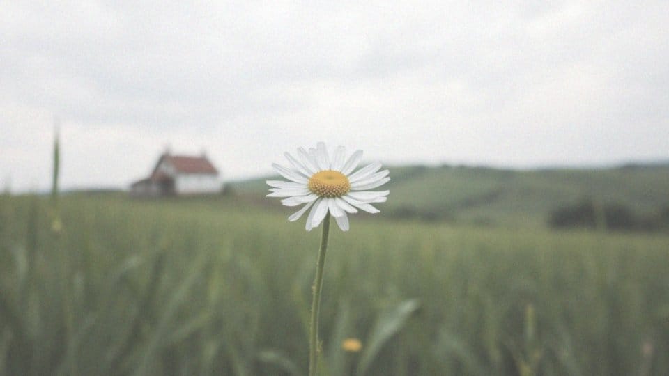 Kwiat – odmiana przez przypadki i zasady deklinacji