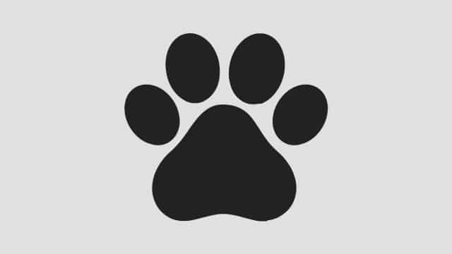 Yorkshire Terrier ZKwP (FCI) suczka